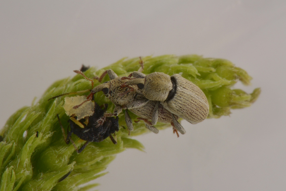 Curculionidae: Tychius meliloti anche loro? Molto probabimente sì